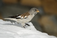 Penkavak snezny - Montifringilla nivalis - White-winged Snowfinch 4016